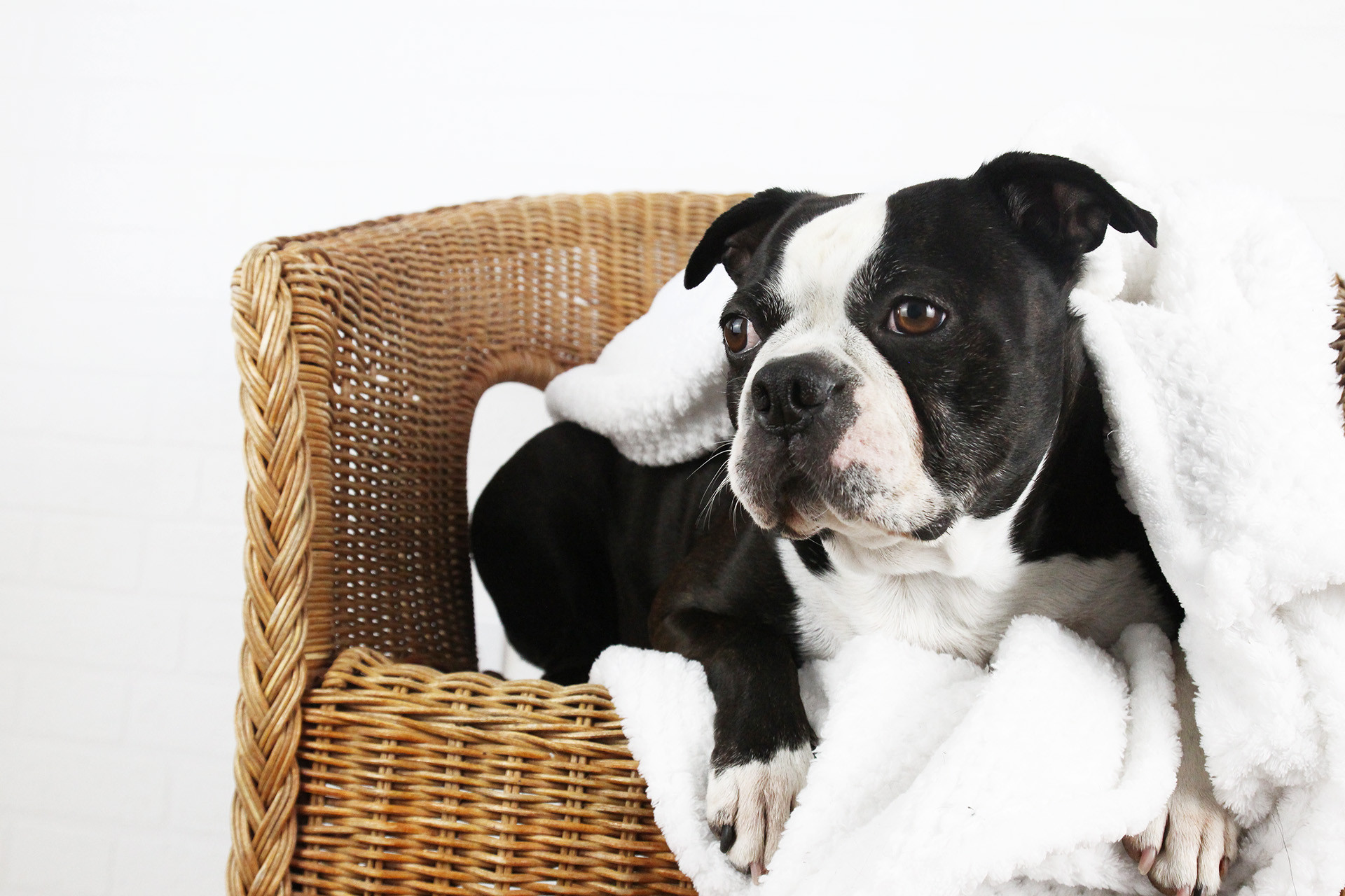 Un chien installé dans un fauteuil en rotin, photo du site Recyclo-Centre